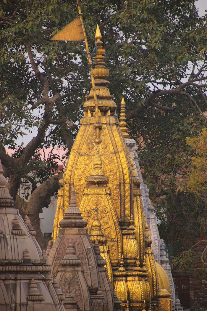 Golden spire of Kashi Vishwanath Temple amidst trees in Varanasi, India.
